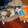 In my bed, with all my toys....