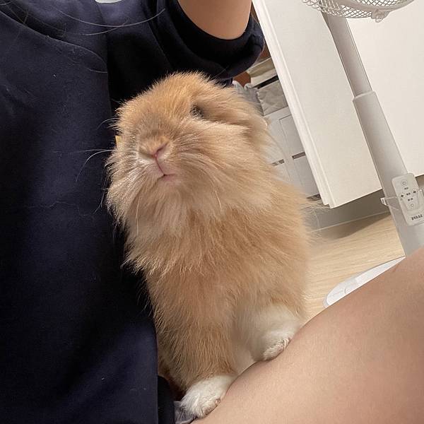 【兔子飼養】小水豚非犬貓動物醫院｜兔子大健檢項目、費用介紹（