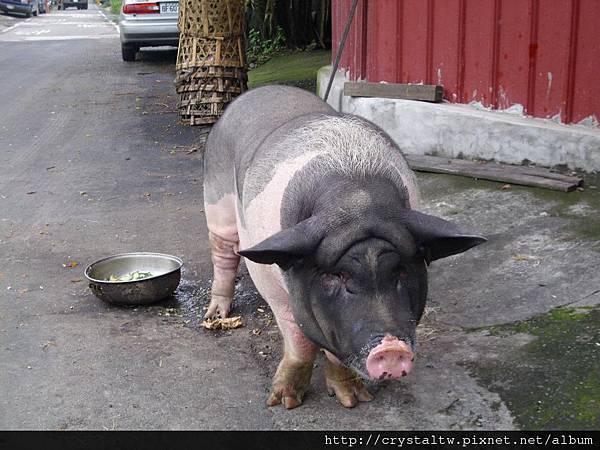 一家餐廳前的胖胖豬