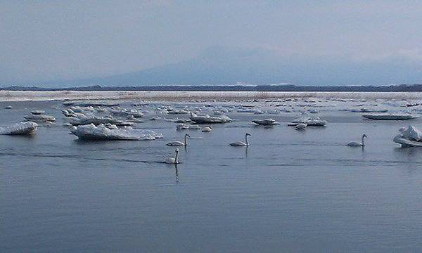 北海道破冰之旅 網走破冰船 濤沸湖白鳥自然生態公園 哭泣的紫牛探戈 痞客邦