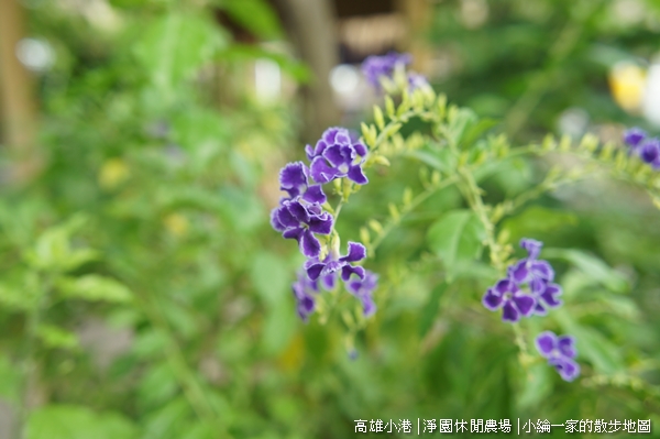 20110709-DSC06257淨園.JPG