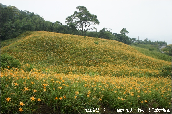 20110903-DSC08008金針花.JPG