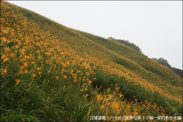 20110903-DSC08078金針花.JPG