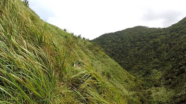 桶後越嶺_桶後林道 (05).jpg