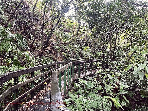 〖貓空。茶香環狀步道〗健康步道/壼穴吊橋輕鬆走