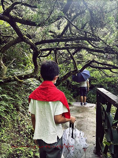 〖貓空。茶香環狀步道〗健康步道/壼穴吊橋輕鬆走 〖貓空。茶香環狀步道〗健康步道/壼穴吊橋輕鬆走