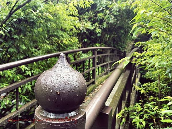 〖貓空。茶香環狀步道〗健康步道/壼穴吊橋輕鬆走 〖貓空。茶香環狀步道〗健康步道/壼穴吊橋輕鬆走