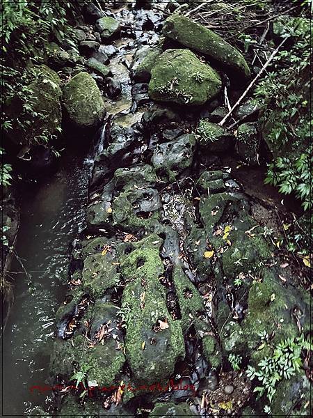 〖貓空。茶香環狀步道〗健康步道/壼穴吊橋輕鬆走 〖貓空。茶香環狀步道〗健康步道/壼穴吊橋輕鬆走