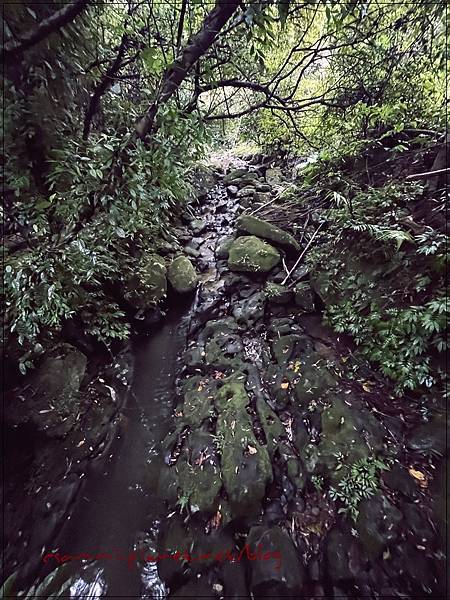〖貓空。茶香環狀步道〗健康步道/壼穴吊橋輕鬆走