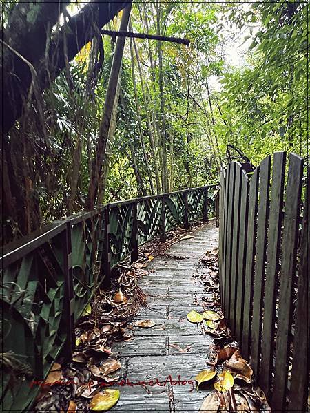 〖貓空。茶香環狀步道〗健康步道/壼穴吊橋輕鬆走 〖貓空。茶香環狀步道〗健康步道/壼穴吊橋輕鬆走