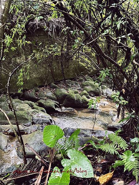 〖貓空。茶香環狀步道〗健康步道/壼穴吊橋輕鬆走