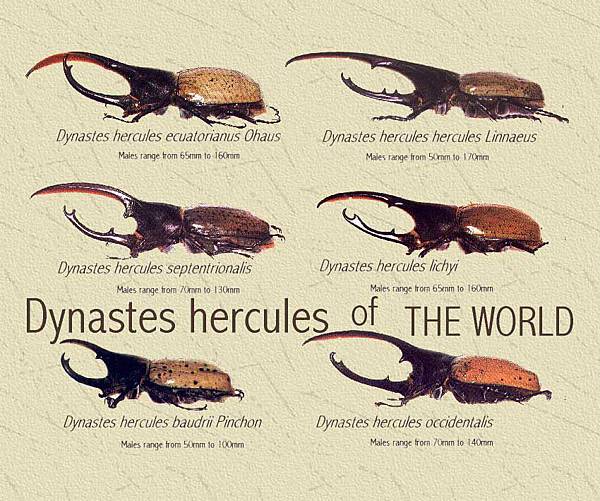 all20dynastes.jpg