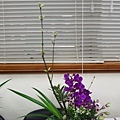 IMG_1243.jpg