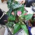 IMG_1940.jpg