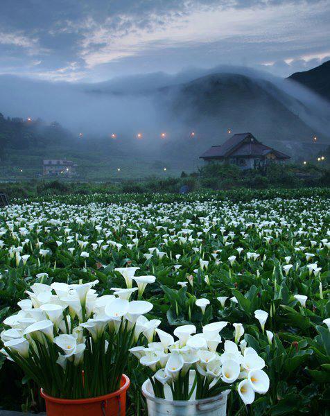 台灣 陽明山國家公園台灣之美~~海芋花季開始了 抽個空去走走吧!