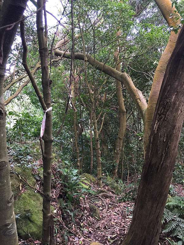 關西高甫山石牛山縱走 身心俱疲的阿雜之旅 風城魯肉腳的部落格 痞客邦 關西高甫山石牛山縱走 身心俱疲的阿雜之旅 風城魯肉腳的部落格 痞客邦