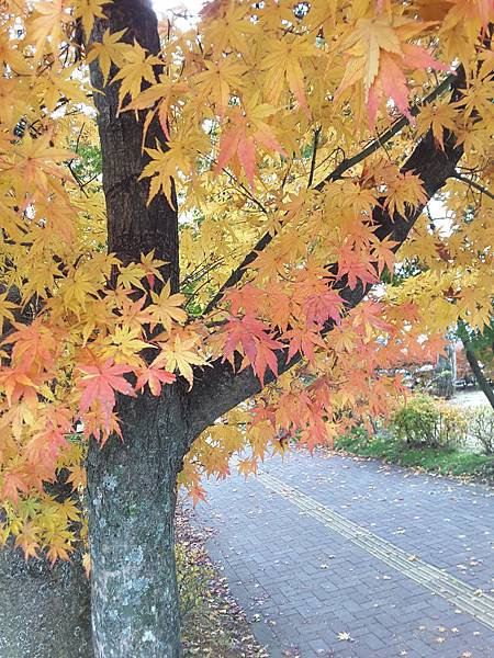 20161114_114559.jpg 20161114_114559.jpg