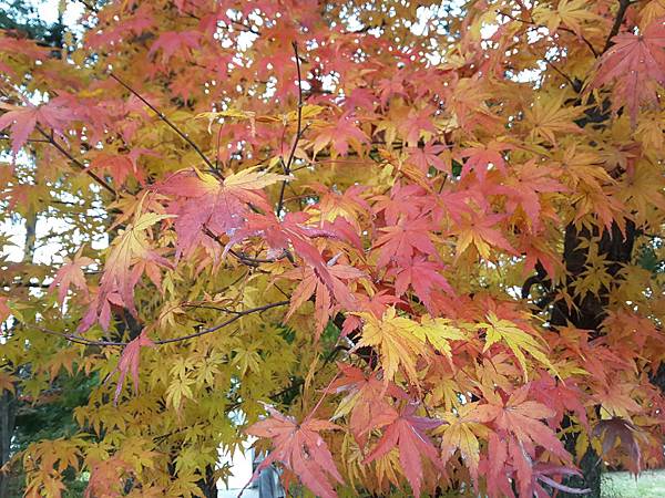 20161114_114830.jpg 20161114_114830.jpg
