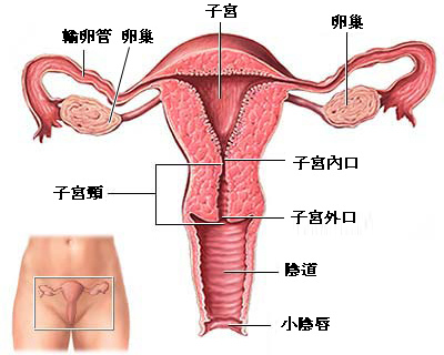 子宮卵巢