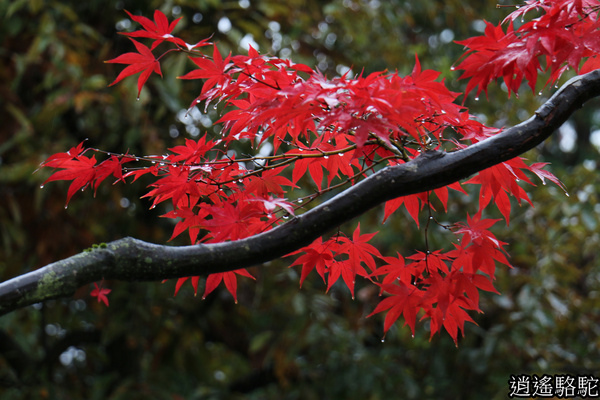 昭和公園日本庭園 一 東京駱駝 游重森 痞客邦 昭和公園日本庭園 一 東京駱駝 游重森 痞客邦