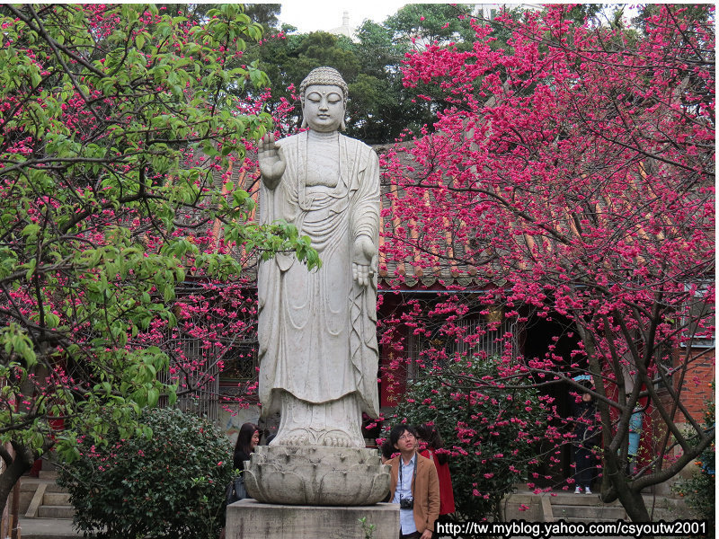 楊梅回善寺-桃園駱駝