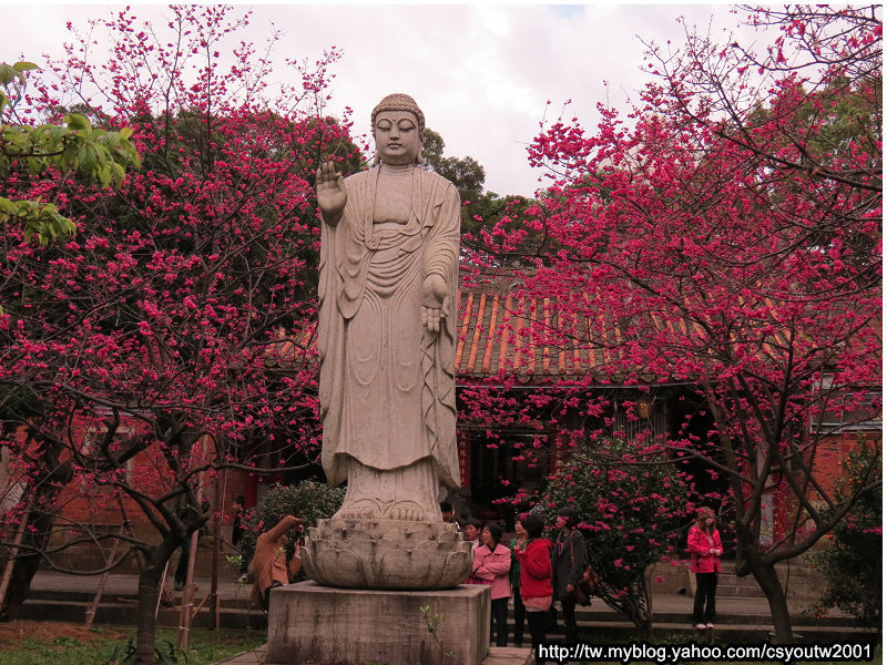 楊梅回善寺-桃園駱駝