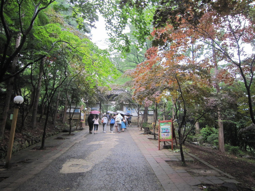 大邱香草之丘～薰衣草花園-韓國駱駝