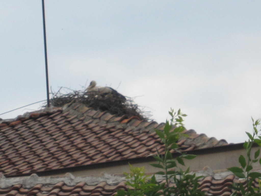 鸛鳥村The White Stork(送子鳥)-保加利亞駱駝