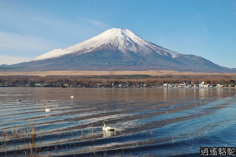 優游於山中湖的天鵝 山梨駱駝 游重森 痞客邦 優游於山中湖的天鵝 山梨駱駝 游重森 痞客邦