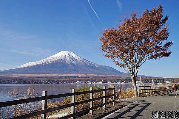 優游於山中湖的天鵝 山梨駱駝 游重森 痞客邦 優游於山中湖的天鵝 山梨駱駝 游重森 痞客邦