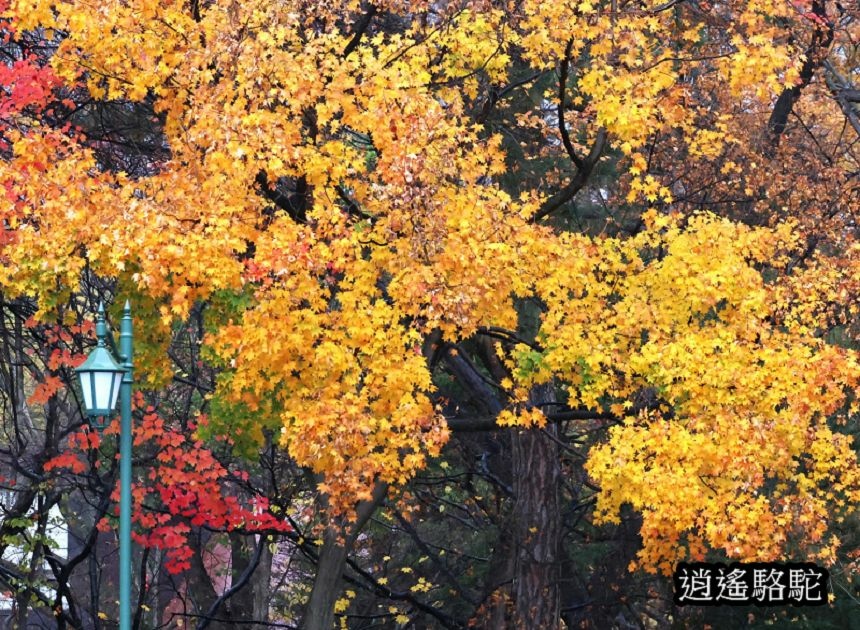 北海道大學秋葉繽紛-日本駱駝