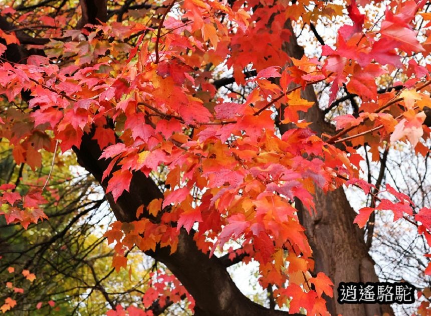 北海道大學秋葉繽紛-日本駱駝