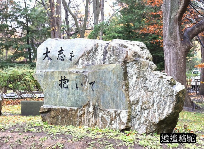 北海道大學秋葉繽紛-日本駱駝