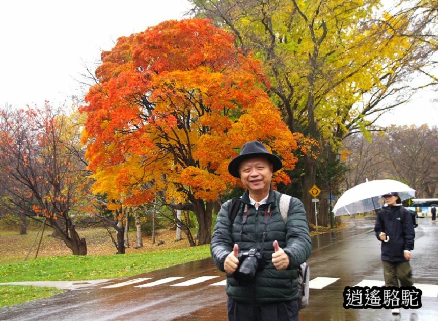 北海道大學秋葉繽紛-日本駱駝