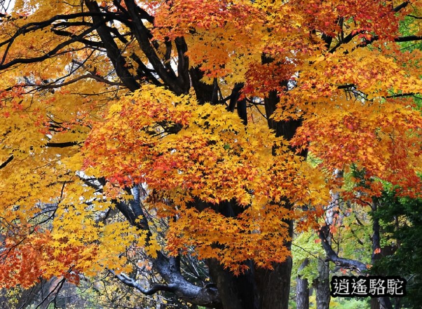 北海道大學秋葉繽紛-日本駱駝