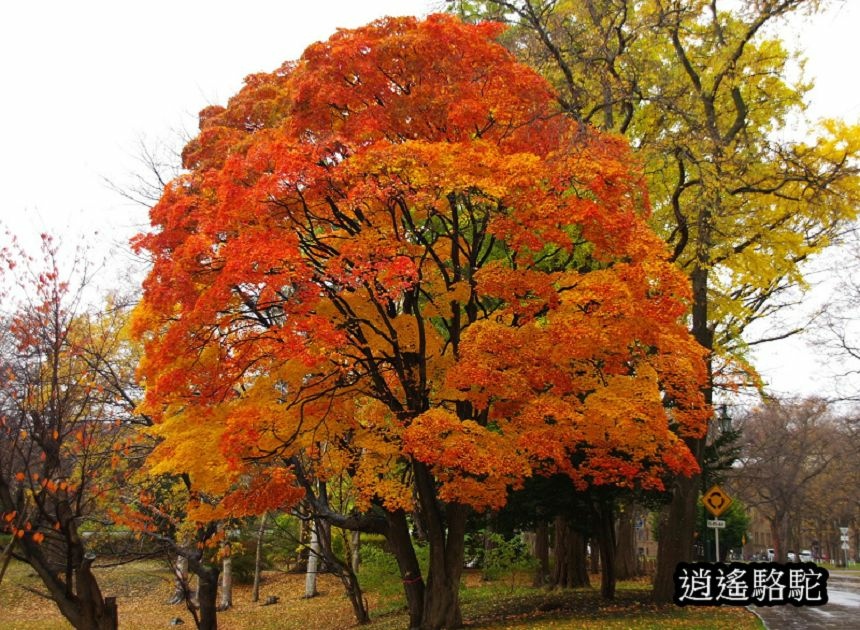 北海道大學秋葉繽紛-日本駱駝