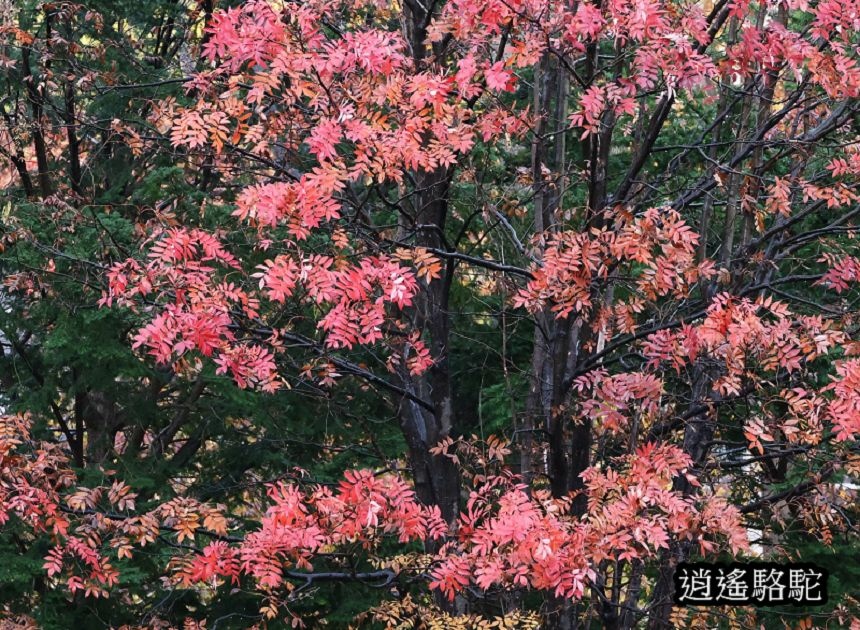 北海道大學秋葉繽紛-日本駱駝