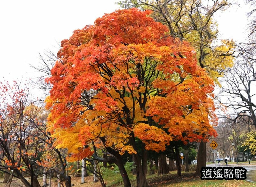 北海道大學秋葉繽紛-日本駱駝