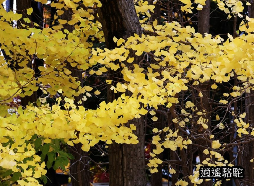 北海道大學秋葉繽紛-日本駱駝