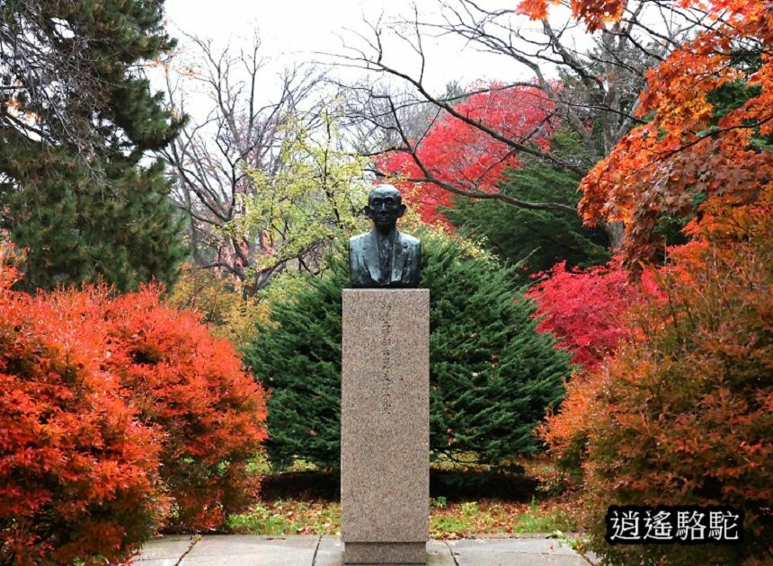 北海道大學秋葉繽紛-日本駱駝