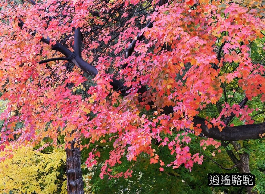 北海道大學秋葉繽紛-日本駱駝