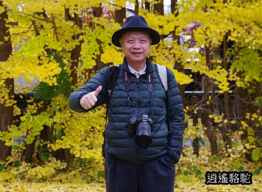 北海道大學秋葉繽紛-日本駱駝