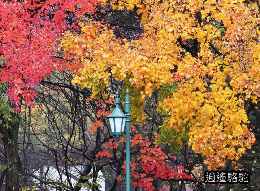 北海道大學秋葉繽紛-日本駱駝