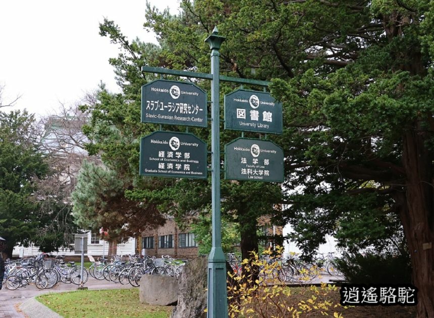 北海道大學秋葉繽紛-日本駱駝