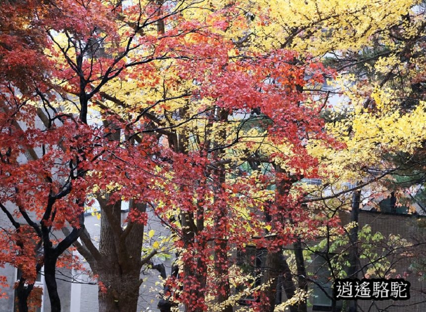 北海道大學秋葉繽紛-日本駱駝