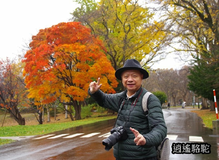 北海道大學秋葉繽紛-日本駱駝