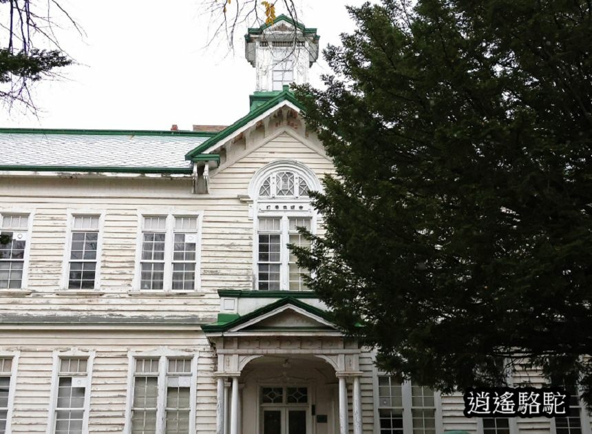 北海道大學秋葉繽紛-日本駱駝