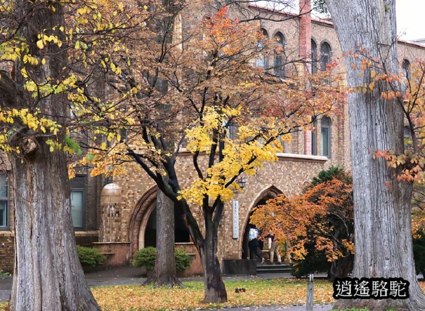 北海道大學秋葉繽紛-日本駱駝