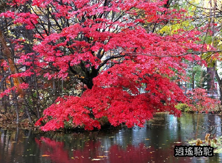 舊道廳深秋庭園-日本駱駝