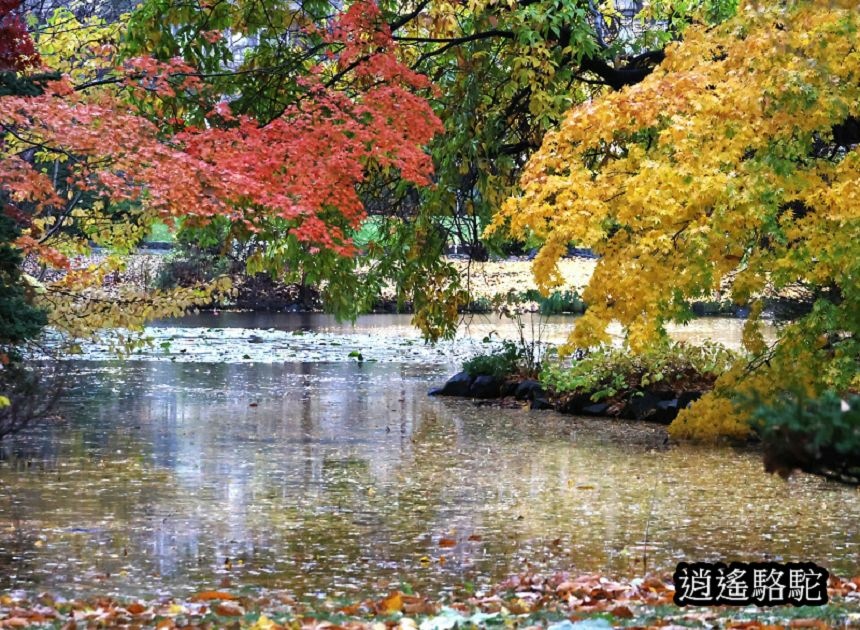 舊道廳深秋庭園-日本駱駝